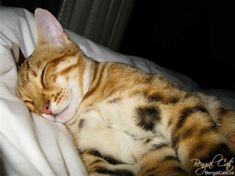 Bengal Cats Some Facts About Bengal Cats