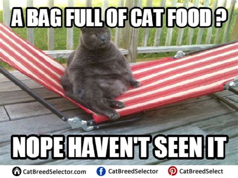 Fat cat really makes you funny mood. Fat Cat Memes | Cat Breed Selector