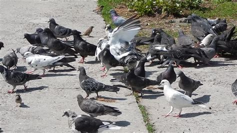 Feeding Pigeons In The Park Slow Motion Stock Footage Video 10795814