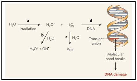 Mechanisms Of Radiation Induced DNA Damage A Absorption Of Download Scientific Diagram