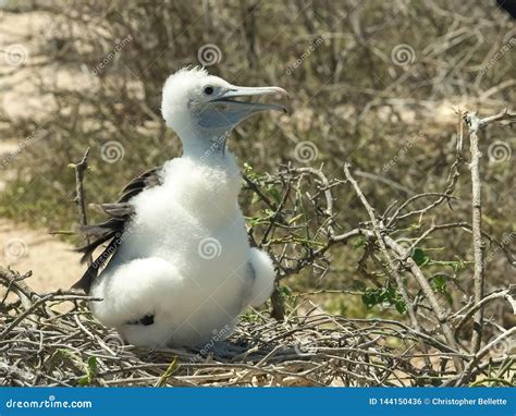Baby Magnificent Frigatebird In The Galalagos Islands Stock Photo