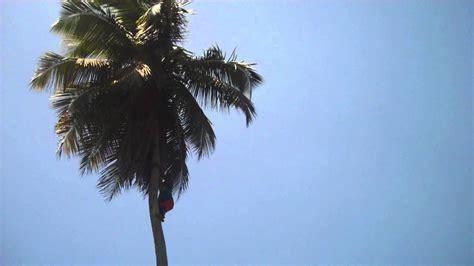 Amazing Palm Tree Climbing Barefoot Youtube