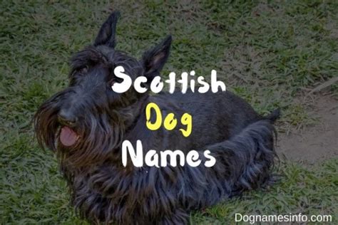 The Ultimate List Of 500 Unique Scottish Dog Names 2023