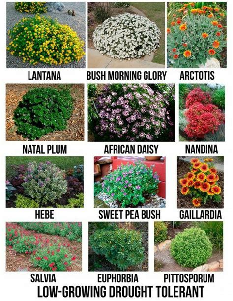Tipos De Arbustos Y Sus Nombres