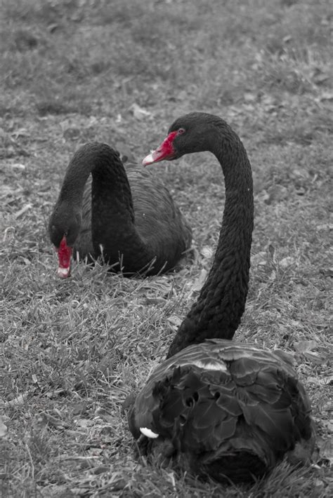 Black Swans Beautiful Swan Black Swan Swan