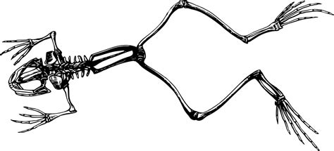 This is a simplified cartoon version of a koala. OnlineLabels Clip Art - Frog Skeleton