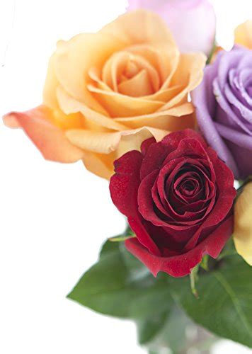 Bouquet Of Long Stemmed Rainbow Roses Half Dozen With Vase