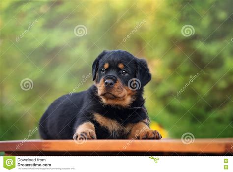 Adorable Rottweiler Puppy Lying Down Stock Image Image Of Portrait