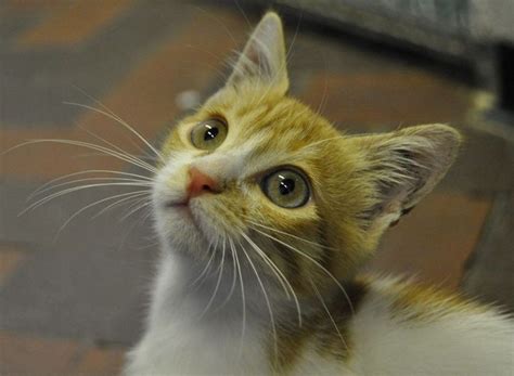 Stowaway Kitten Survives 3000 Mile International Flight 子猫 ペット用品 キティ