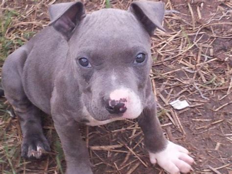The term gator pit bull refers to a pitbull puppy that comes from the gator pitbull bloodline. ckc registered blue pit puppies Gator & Razor Edge for ...