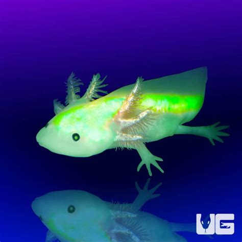 Gfp Leucistic Axolotls Ambystoma Mexicanum For Sale Underground