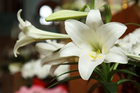 Lilies are equally at home in both formal and naturalistic settings, and most take readily to containers. List of 50+ Different Types of Lilies With Pictures