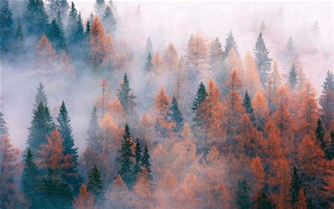 Wallpaper Forest Trees Fog Autumn 1920x1200 Hd Picture Image
