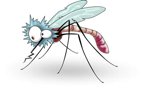 Mosquito Clipart Cartoon Mosquito No Background Png Download