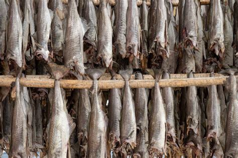 Dry Cod Fish In Norway Fisherman Village Stock Photo Image Of