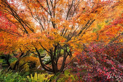 Uc Berkeley Botanical Garden Photo Richard Wong Photography