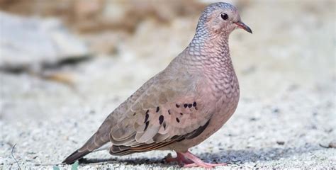 7 Doves And Pigeons That Live In Arizona Bird Watching Hq