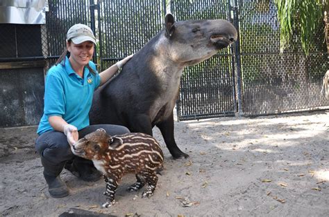 Mama And Baby Tapir Cute Funny Animals Tapir Animals
