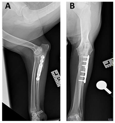 Animals Free Full Text Proximal Abduction Ulnar Osteotomy Paul
