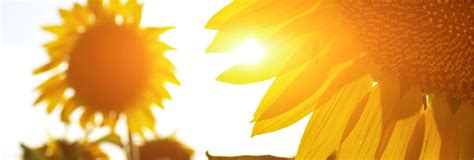 What vitamins and supplements are recommended during the summer season? Vitamin D - Jamieson Vitamins