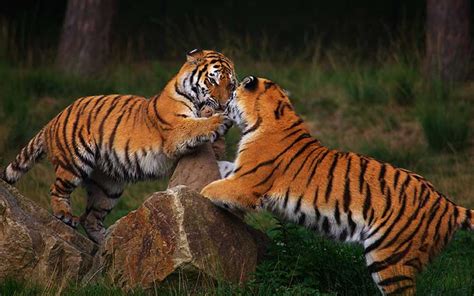 El animal tótem del tigre simboliza los instintos primarios, la imprevisibilidad y la capacidad de tener confianza. Tigre - Información y Características
