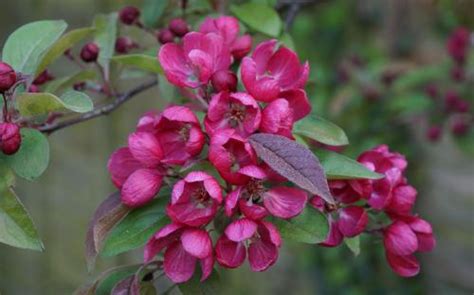 Malus Indian Magic Crab Apple Trees For Sale