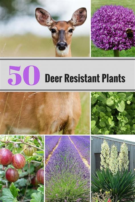 50 Deer Resistant Perennial Plants