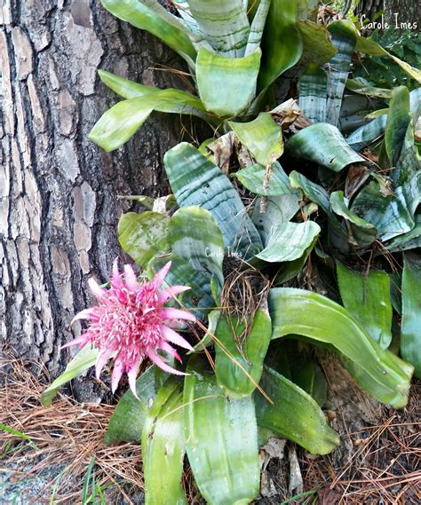 Bromeliads Growing In The Wild Against A Tree Trunk Outdoor Gardens