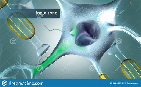 A Neuron Has Three Main Parts Dendrites An Axon And A Cell Body Or