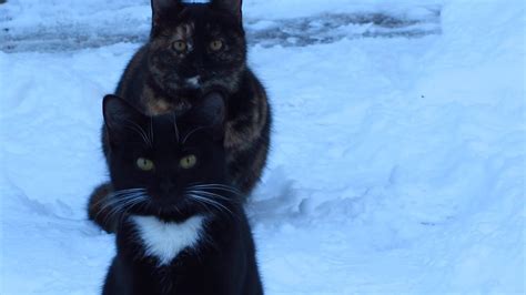 Cute Cats On The Snow Feral Cats Youtube