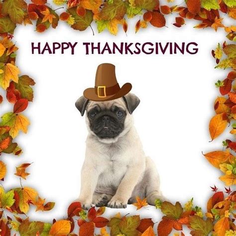 👉 a happy thanksgiving poem: Happy Thanksgiving Pictures, Photos, and Images for ...