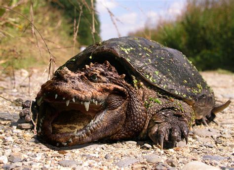 Crocodile Snapping Turtle By Shasel On Deviantart