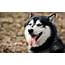 Husky HD Wallpaper  Background Image 1920x1200