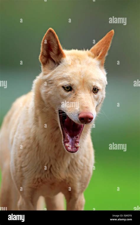 Dingo Australia Canis Familiaris Dingo Stock Photo Alamy