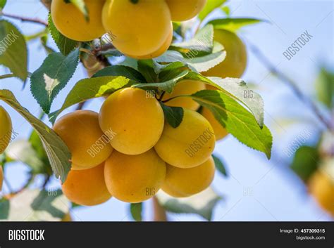 Many Apricot Fruits On Image And Photo Free Trial Bigstock