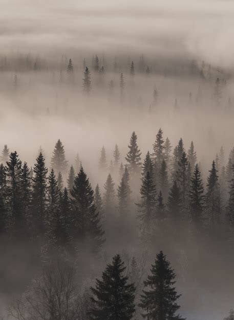 Free Photo High Angle View Of An Evergreen Forest Covered In Fog