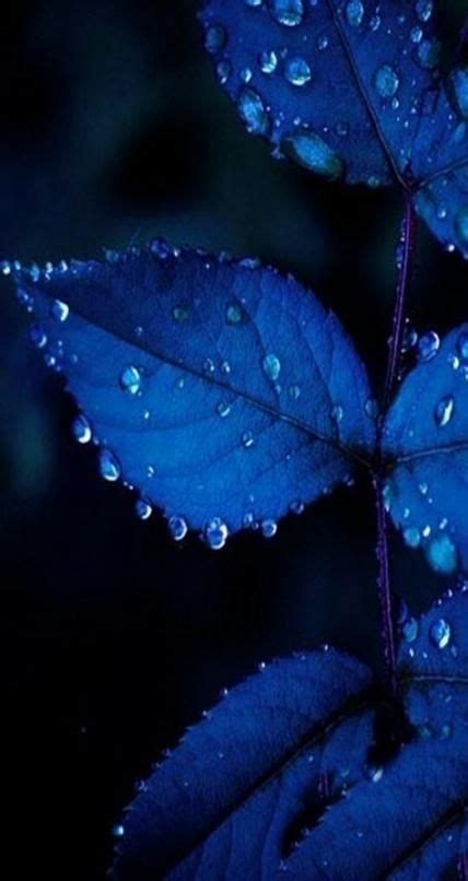 #poison plants #delphinium #larkspur #dark flowers #blue flowers #my garden is looking great after all the rain we had #rain water always seems to be much better for the health of the leaves than our tap water. Pin by Rawad WB on Navy ♫ in 2020 | Light blue aesthetic ...