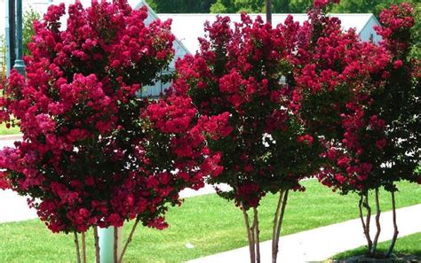 The dwarf crepe myrtles that have been developed recently could make beguiling bonsai or potted patio trees. Image result for large crepe myrtle australia | Myrtle ...