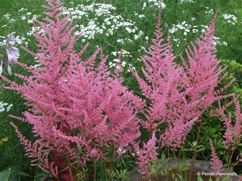 Astilbe ‘rheinland Japonica Hybrid Penlan Perennials Nursery