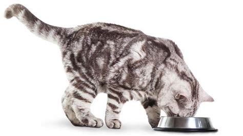 From the fourth week, we can introduce some solid food/special feed for kittens, crumbled and soaked in water until it has the consistency of purée. How Often Should You Feed a Cat? - Pet Yak