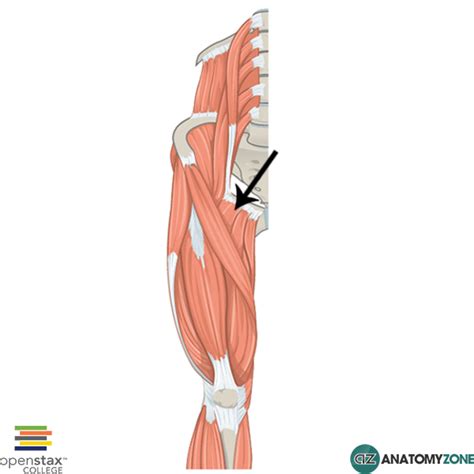 If the place is a bone that remains immobile for an action, the attachment is called an origin. Pectineus • Muscular, Musculoskeletal • AnatomyZone