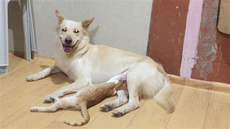 Breastfeeding Dog To Cat Youtube