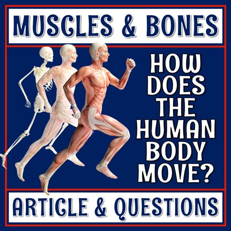 Movement In The Human Body Bones And Muscles Reading Flying Colors