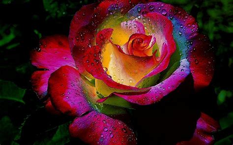 Rainbow Roses Wallpaper