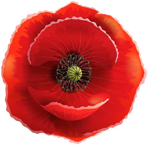 Poppy Png 10 Free Cliparts Download Images On Clipground 2024