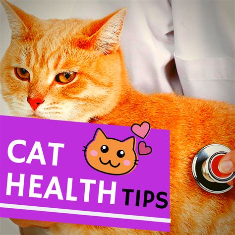 Cat Health Health Tips Health Care The Cure Prevention Cats Gatos