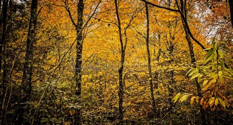 An Abundance Of Yellow Fall Color In The Forests Of Pisgah In North