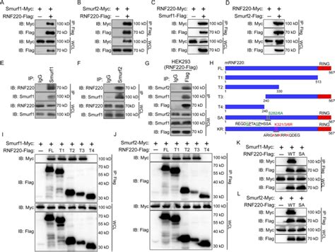 Smurf1 And Smurf2 Mediated Polyubiquitination And Degradation Of Rnf220