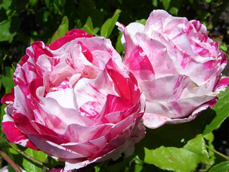 Top 10 Fragrant Roses To Grow