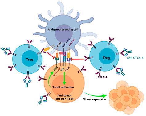 Cancers Free Full Text Addressing The Elephant In The Immunotherapy Room Effector T Cell